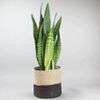 Cây lưỡi hổ để bàn 0.3m - 0.6m/ Dracaena trifasciata
