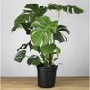  Trầu bà xẻ lá Nam Mỹ 1m/ Monstera 