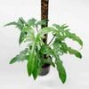 Cây trầu rồng var 0.5m - 0.8m/ Philodendron Dragon
