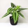 Cây Mường Thái 0.2-0.4m | Schismatoglottis Wallichi