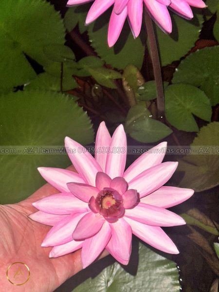 OCEAN-TN-3PN-VIEWBIEN-AZ 1304