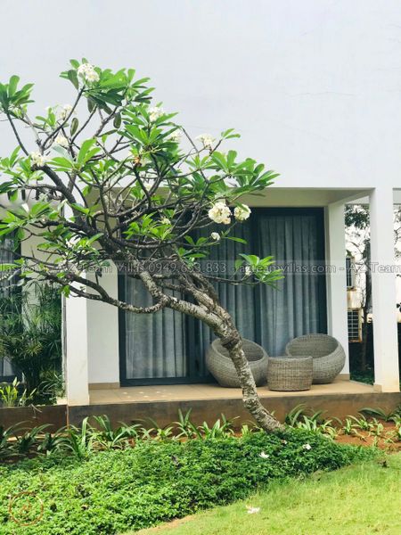 OCEAN-TN-4PN-GANBIEN-AZ 01