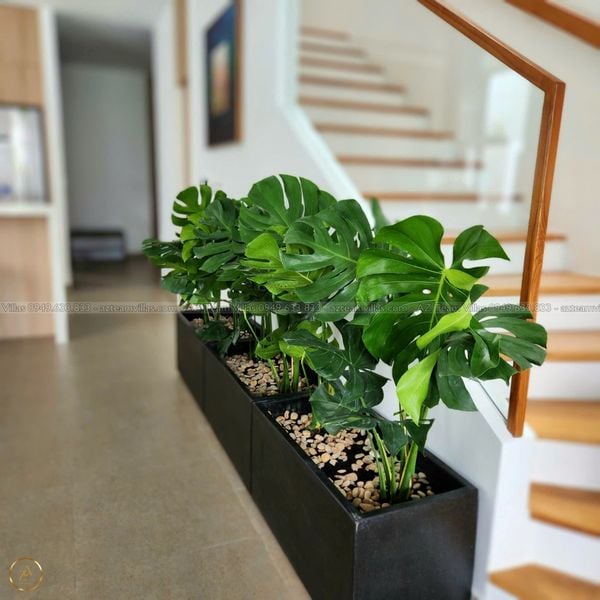 SANC-3PN-VIEWSONG-AZ 81