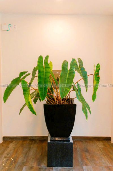 OCEAN-TN-7PN-VIEWBIEN-AZ 1408