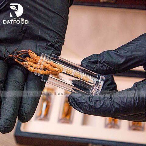 Đông trùng hạ thảo Tây Tạng khô nguyên con loại 5 con 1g