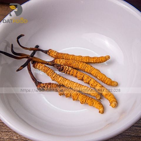 Đông trùng hạ thảo Tây Tạng khô nguyên con loại 5 con 1g