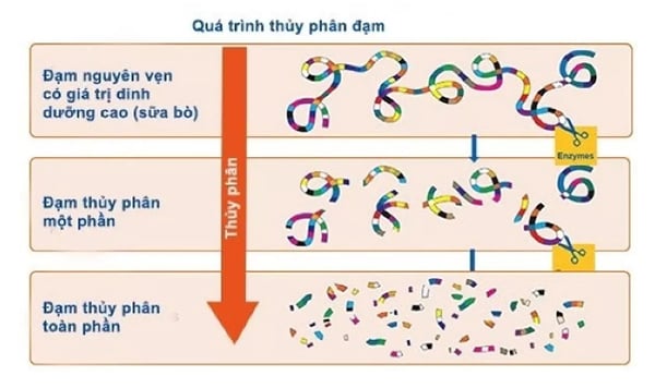 Quy trình thủy phân đạm sữa bò hoàn toàn bằng cách cắt nhỏ của sữa Meiji Mirufi HP