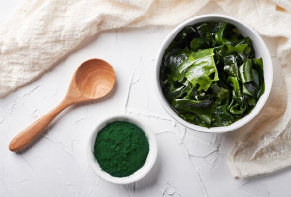 Tảo Spirulina dạng bột và dạng tươi 