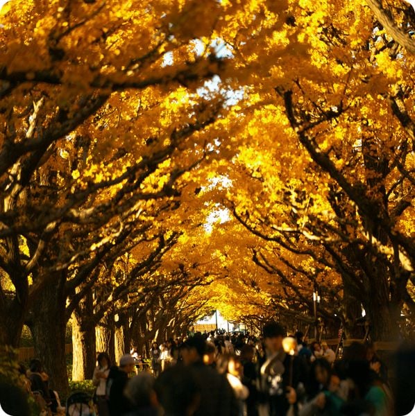  Du lịch Nhật Bản 4 ngày 5 đêm 