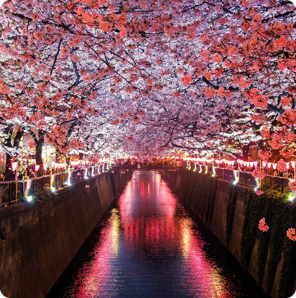 Du Lịch Nhật Bản 5 ngày 5 đêm