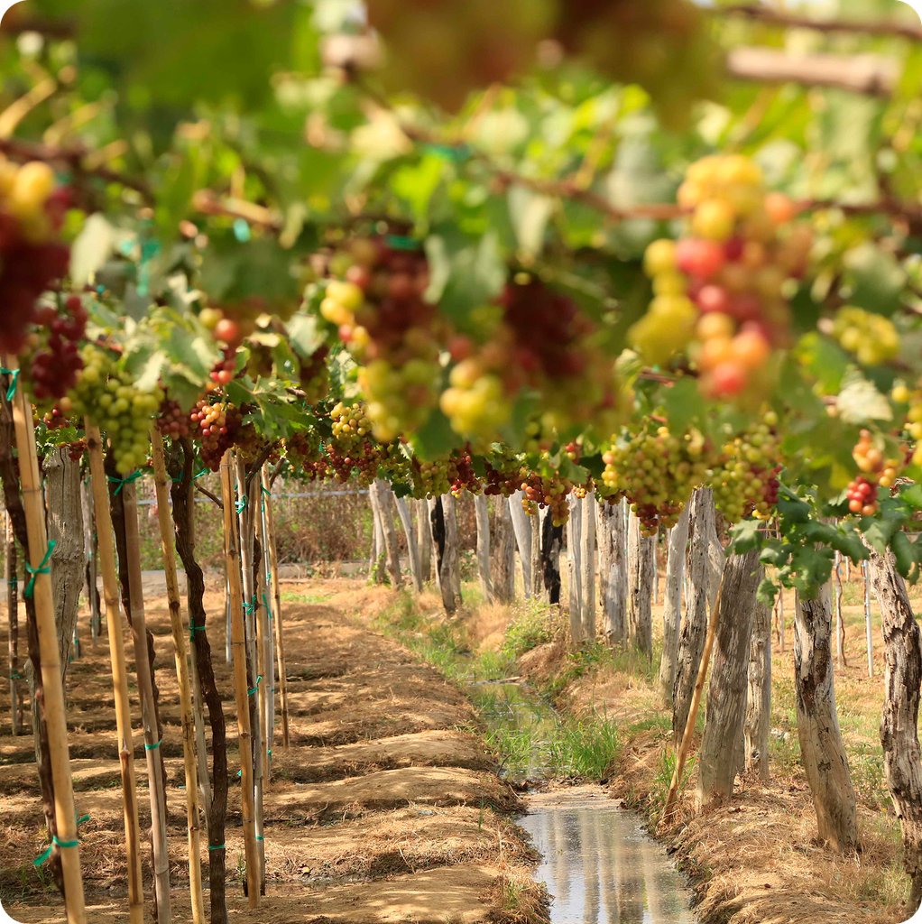 Tour Nha Trang - Team Building 4 ngày 3 đêm