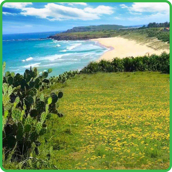  Tour du lịch Phú Yên 3 ngày 3 đêm 