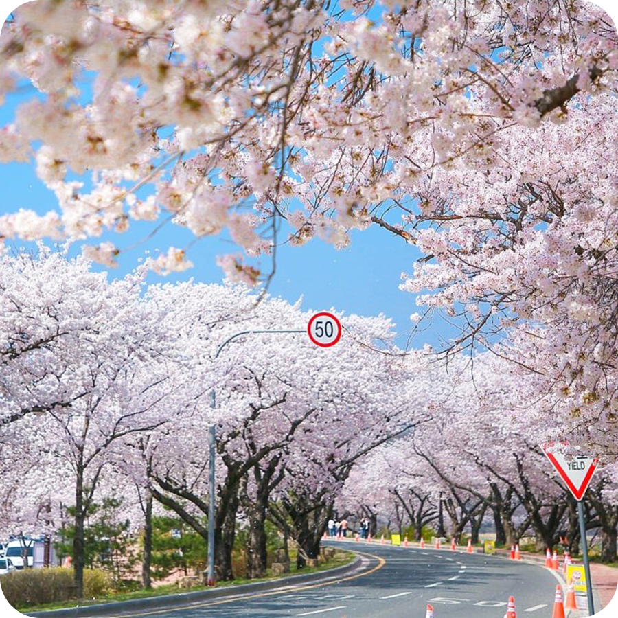 Du lịch Hàn Quốc 5 ngày 4 đêm