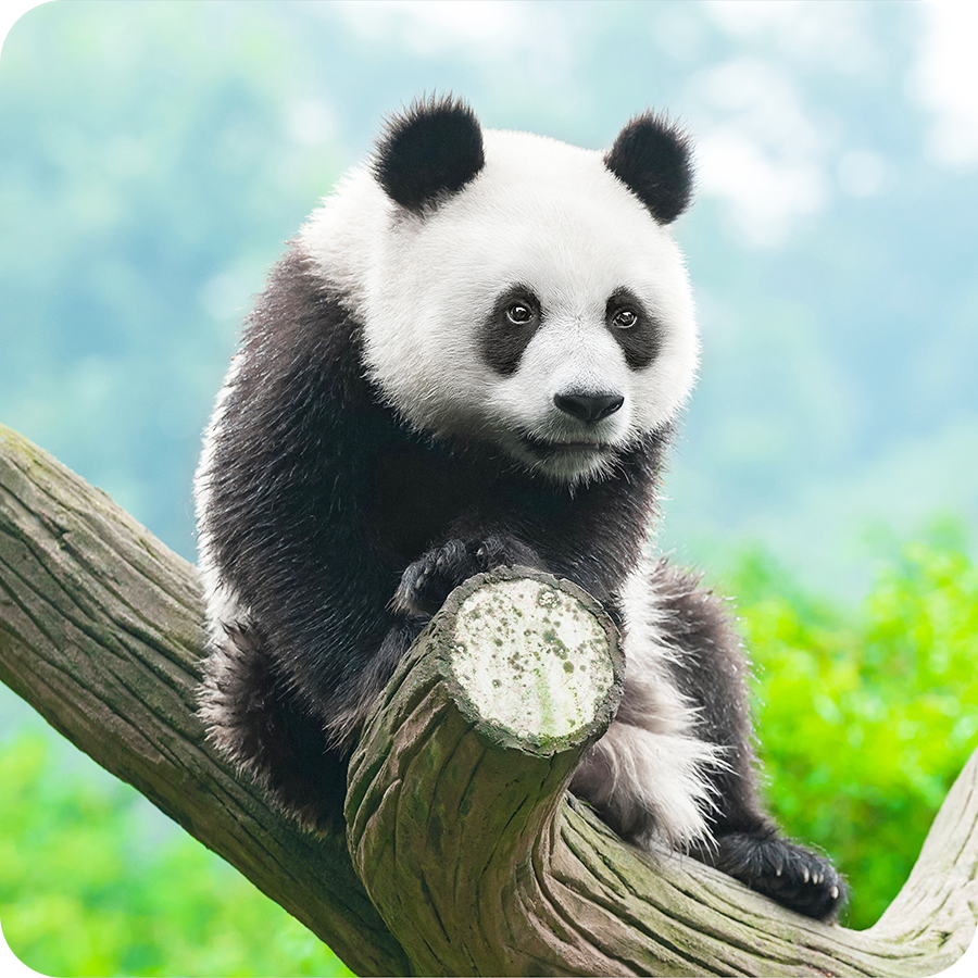 Tour Thành Đô - Cửu Trại Câu - Lạc Sơn 6 ngày 5 đêm