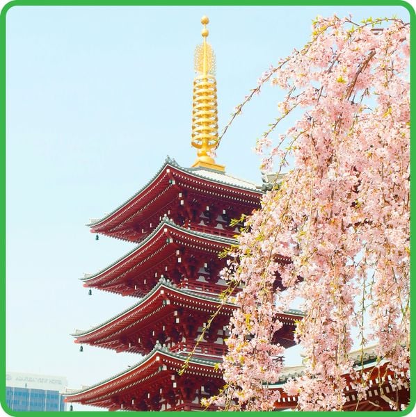  Du Lịch Nhật Bản 5 ngày 5 đêm 