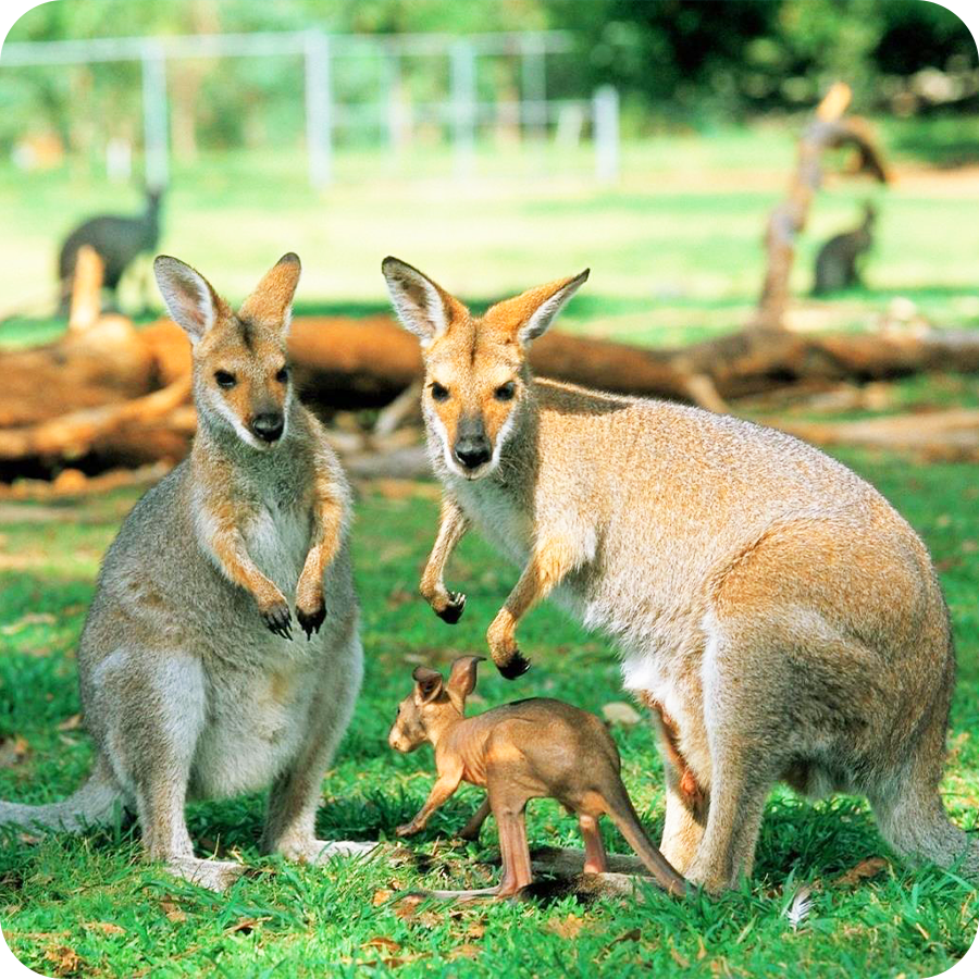 Tour du lịch Úc 8 ngày 7 đêm