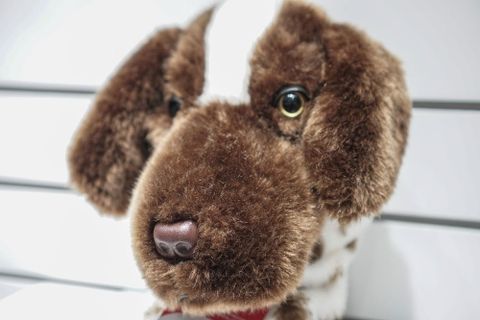 COVER DN GERMAN SHORTHAIRED POINTER