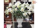  Bình Hoa dáng Bàn Tay Phật men trắng cao 35cm | Quà Tặng bình hoa Bát Tràng 