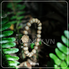 Vòng sen đơn 8 ly