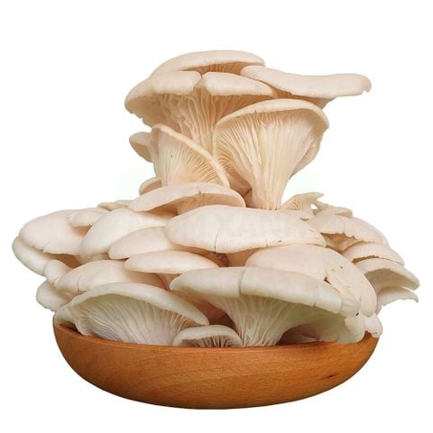 1kg Nấm sò