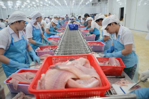  Filleting Table & Conveyors 