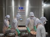  Individual Quick Freezer (IQF) System 