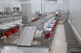  Breaded Conveyor 
