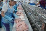  Post - Filleting Line 