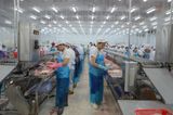  Post - Filleting Line 