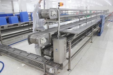  Peeling Conveyor System 