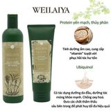  Bộ Dầu Gội Xả Gừng Kết Hợp Hà Thủ Ô Weilaiya Dành Cho Tóc Khô Tóc Thường 