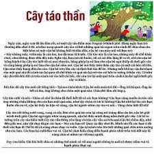 Cây Táo Của Ông 