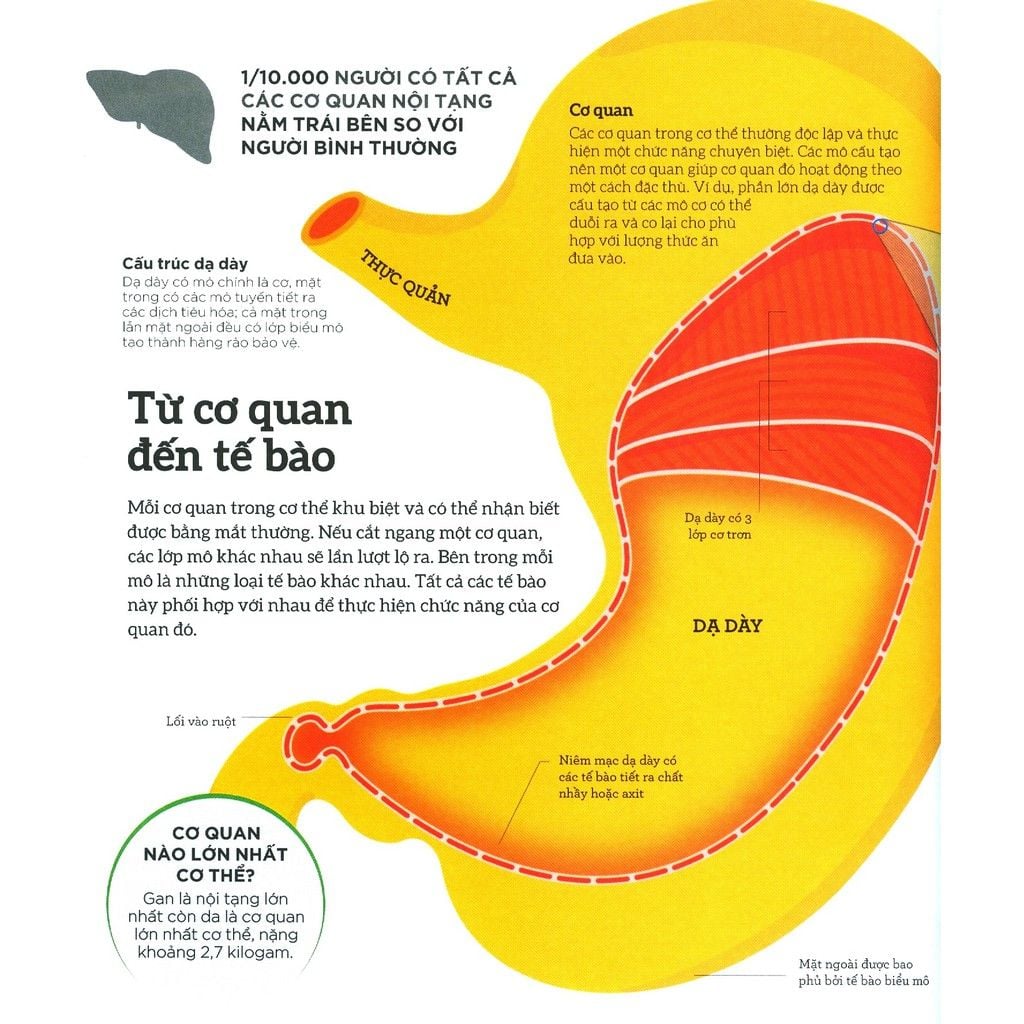  How The Body Works - Hiểu Hết Về Cơ Thể 