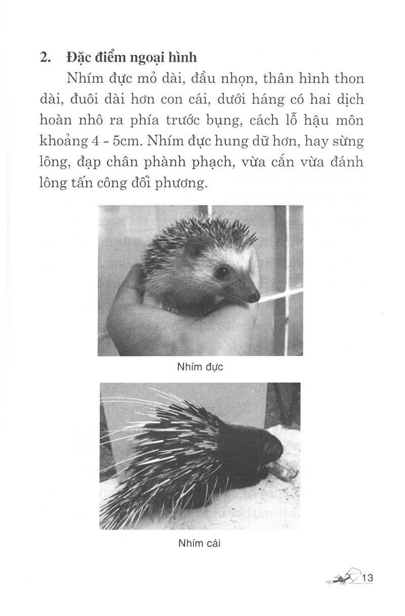  Kỹ Thuật Nuôi Nhím Và Dúi 