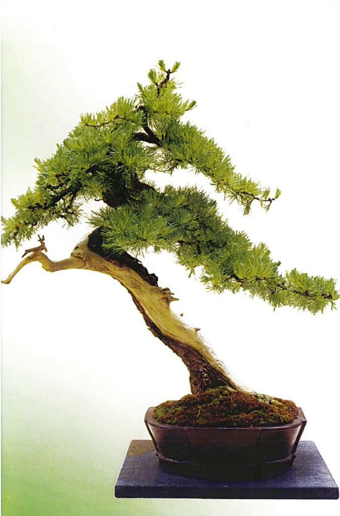  110 Câu Hỏi Đáp Chăm Sóc Và Tạo Dáng Bonsai 