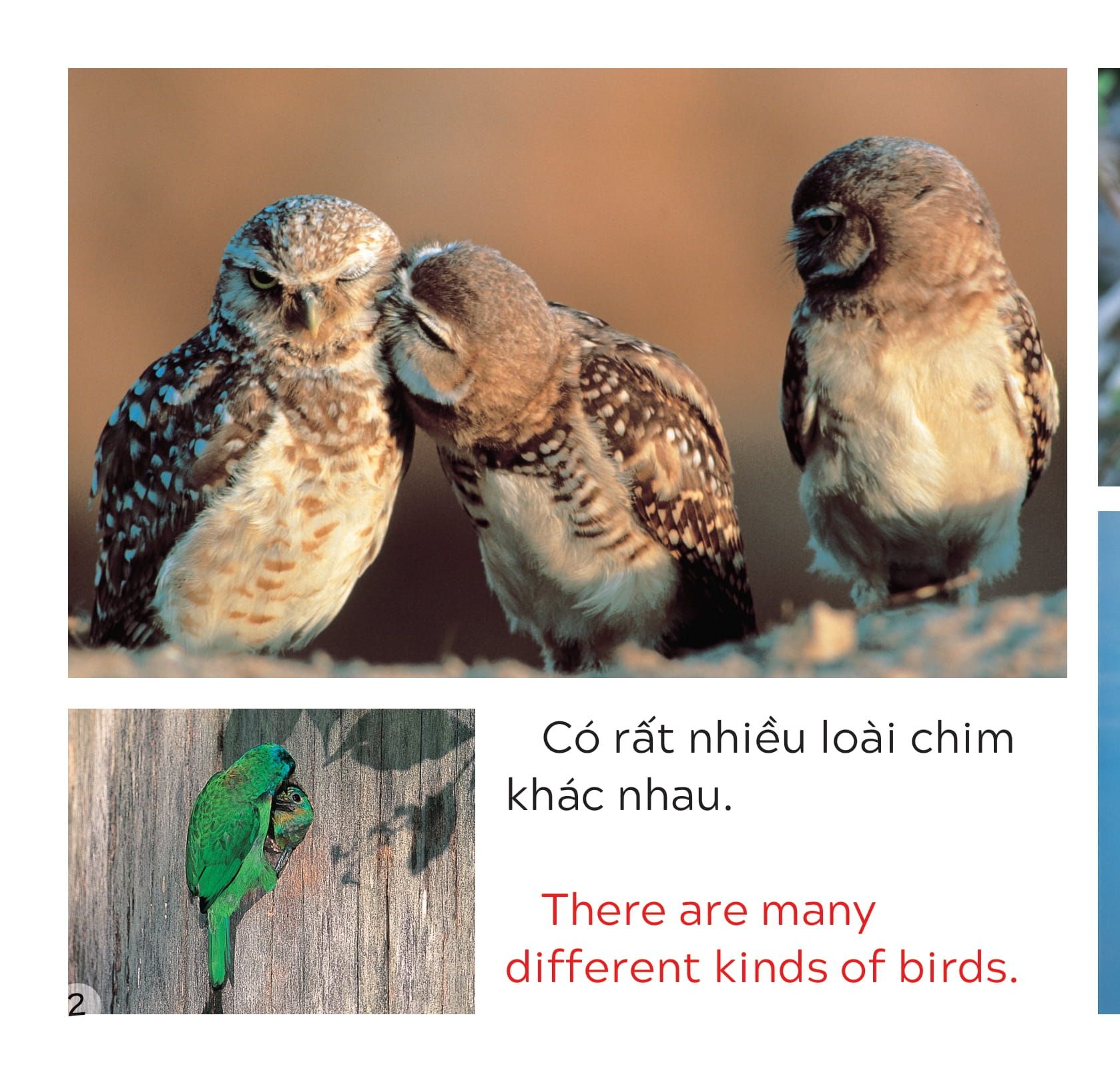  Song Ngữ Việt Anh - Khám Phá Thế Giới - Các Loài Chim - Birds 