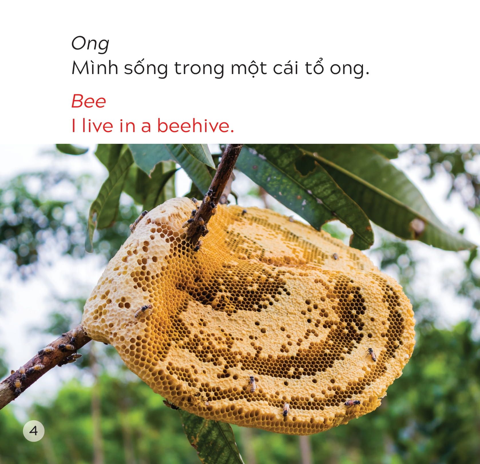  Song Ngữ Việt Anh - Khám Phá Thế Giới - Bạn Sống Ở Đâu Thế? - Where Do You Live? 