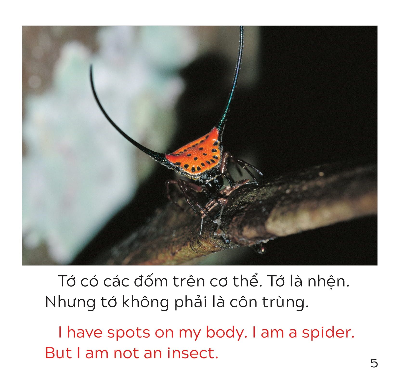  Song Ngữ Việt Anh - Khám Phá Thế Giới - Loài Nào Là Côn Trùng Nhỉ? - Who Is The Insect? 