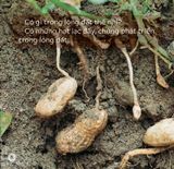 Song Ngữ Việt Anh - Khám Phá Thế Giới - Trong Lòng Đất - Under The Ground 