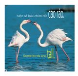  Song Ngữ Việt Anh - Khám Phá Thế Giới - Các Loài Chim - Birds 