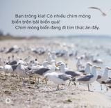  Song Ngữ Việt Anh - Khám Phá Thế Giới - Trên Bãi Biển - At The Beach 