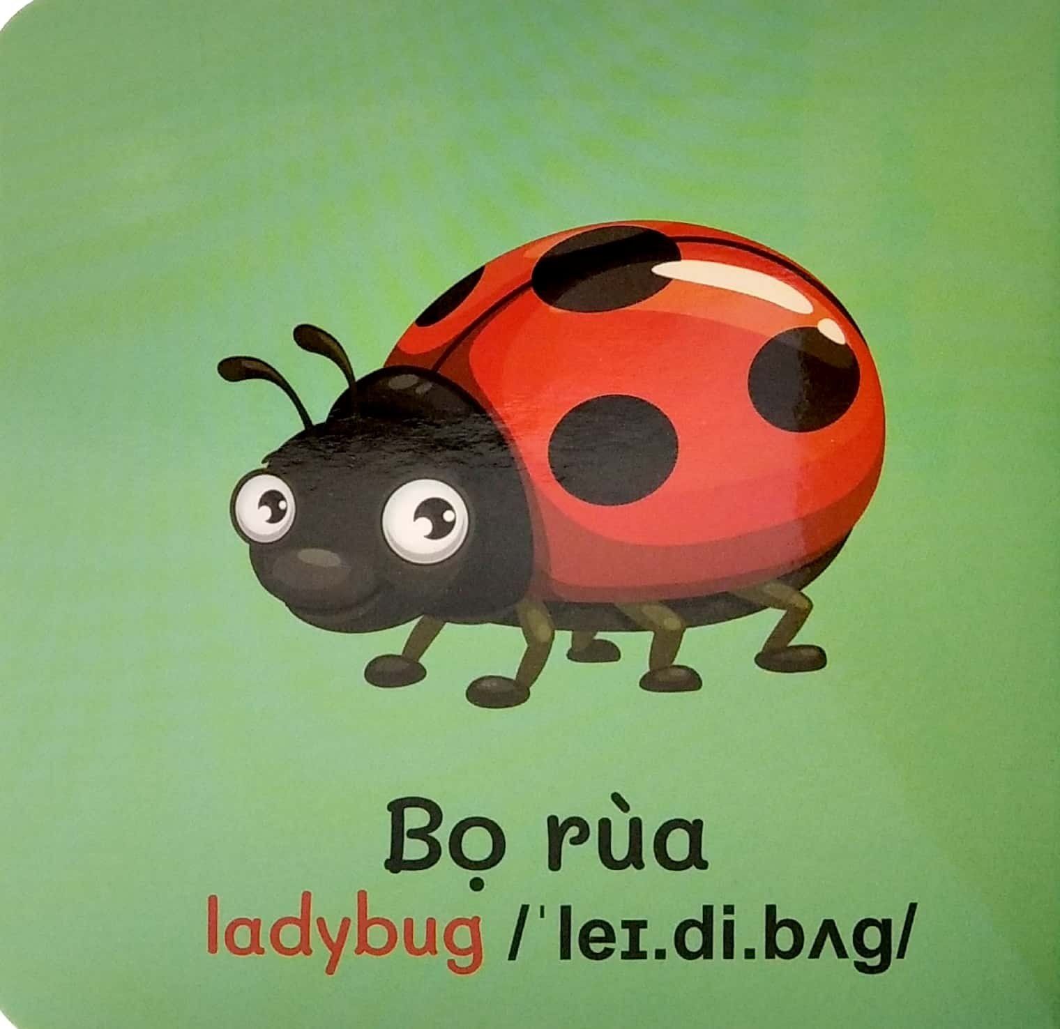  Từ Điển Bằng Hình Đầu Tiên Của Bé - Baby'S First Picture Dictionary - Insects - Côn Trùng 