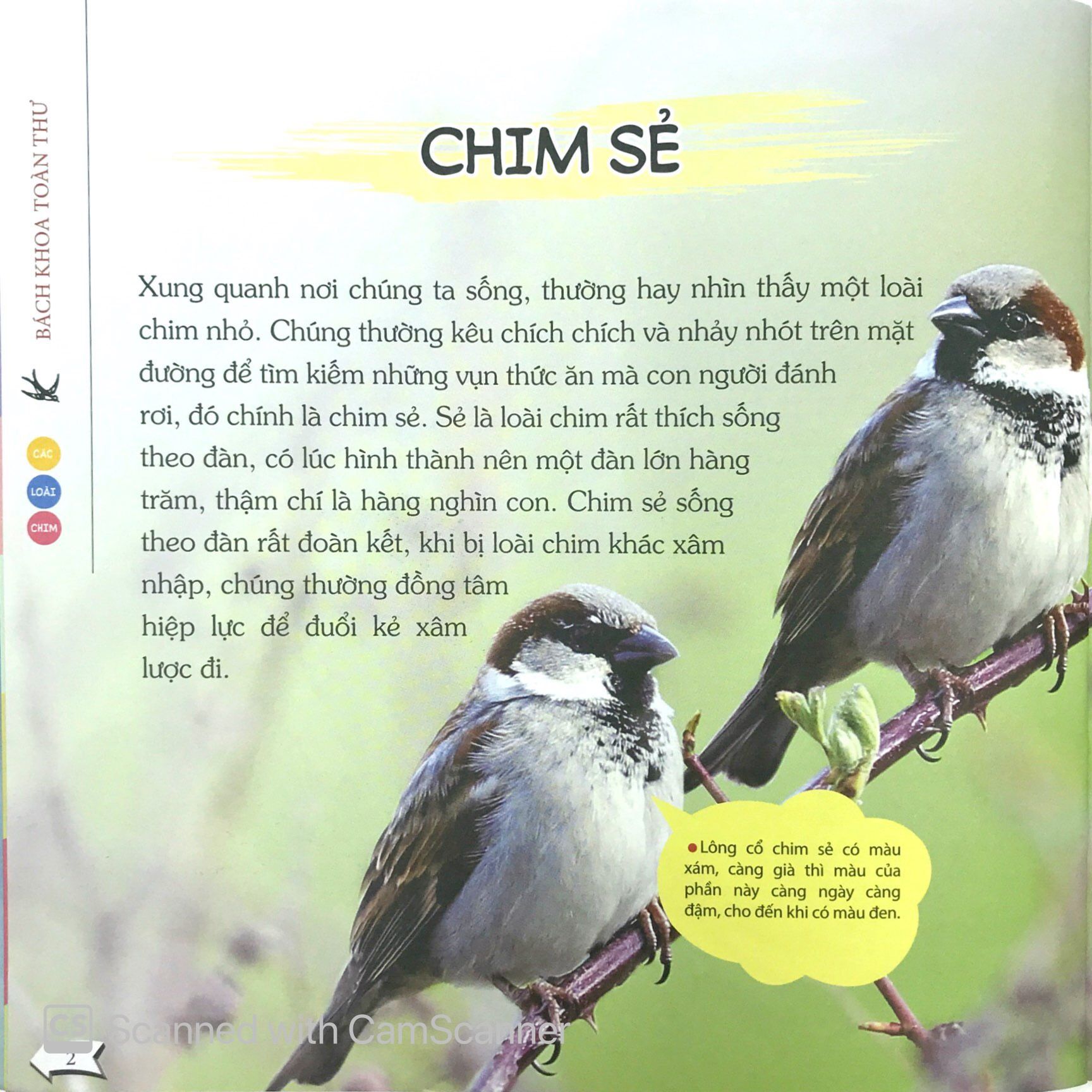  Bách Khoa Toàn Thư Nhỏ - Các Loài Chim 