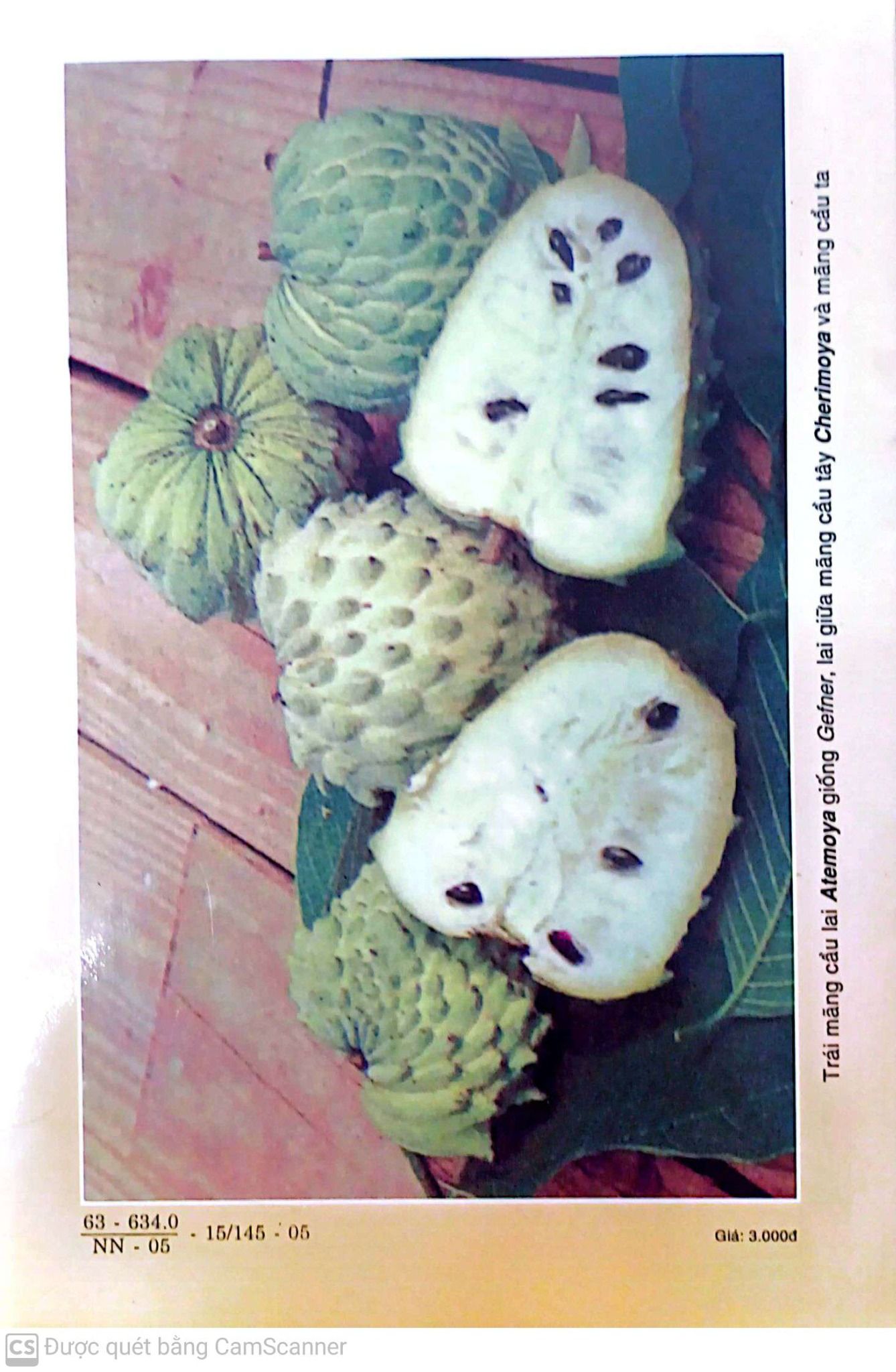  Kỹ Thuật Trồng Mãng Cầu 