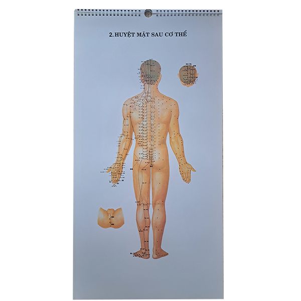 TRANH CHÂM CỨU GIẢI PHẪU THỰC DỤNG - Châm