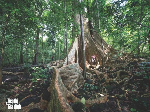 Tiếp Thị & Gia Đình - Số 2 (Tháng 3/2021) - Hoa Di