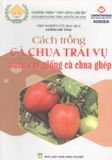  Cách Trồng Cà Chua Trái Vụ Bằng Cây Giống Cà Chua Ghép 