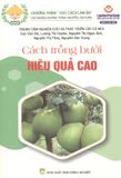  Cách Trồng Bưởi Hiệu Quả Cao 