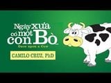  Ngày Xưa Có Một Con Bò 