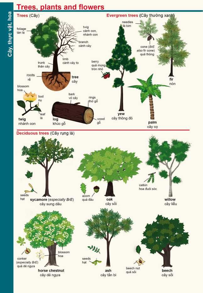  Từ điển Anh Việt dành cho học sinh (bìa xanh lá cây) 